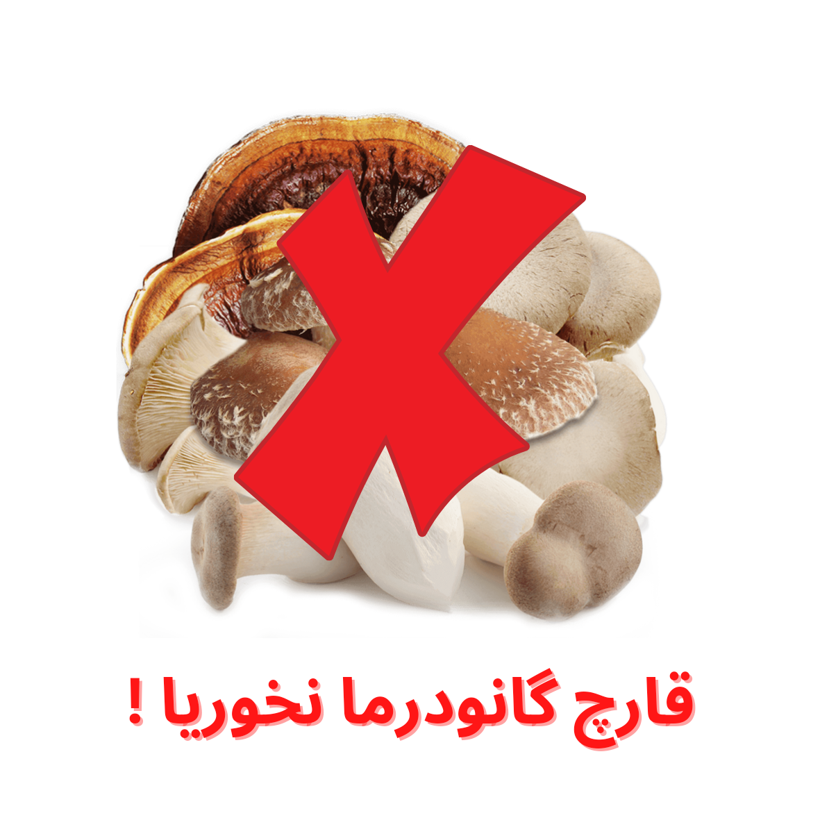 خواص قارچ گانودرما